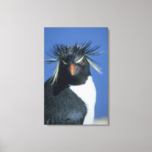 Felsenpinguin (Eudyptes chrysocome) Leinwanddruck