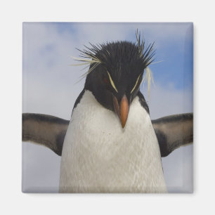 Felsenpinguin Eudyptes chrysocome Magnet