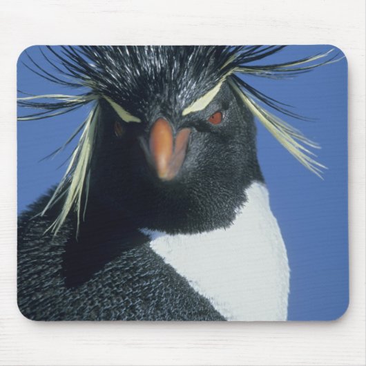 Felsenpinguin (Eudyptes chrysocome) Mousepad (Vorne)