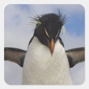 Felsenpinguin Eudyptes chrysocome Quadratischer Aufkleber