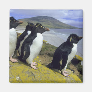 Felsenpinguine, (Eudyptes chrysocome), Magnet