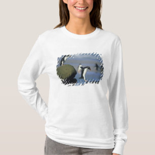 Felsenpinguine, Eudyptes chrysocome), T-Shirt