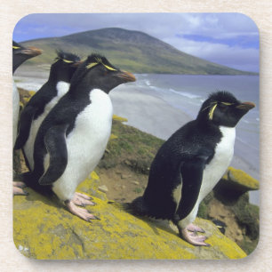 Felsenpinguine, (Eudyptes chrysocome), Untersetzer