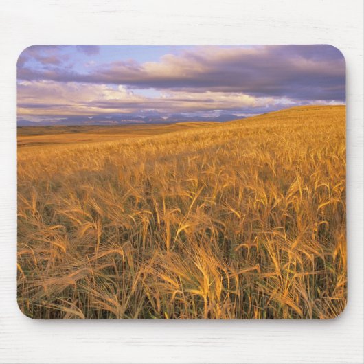 Felsfeld der reifen Gerste entlang des Felsens Mousepad (Vorne)