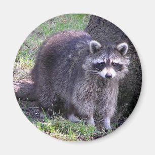 Felsig der Waschbär Magnet
