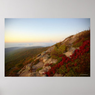 Felsiger Abhang, rote Blumen, Acadia-Nationalpark Poster