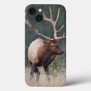 Felsiger Gebirgselche iPhone 13 Hülle
