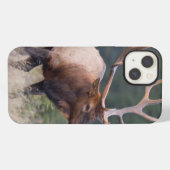 Felsiger Gebirgselche iPhone Hülle (Rückseite (Horizontal))
