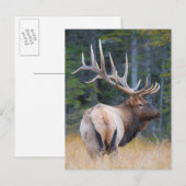 Felsiger Gebirgselche Stiers Postkarte (Vorne/Hinten)