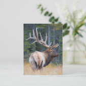 Felsiger Gebirgselche Stiers Postkarte (Stehend Vorderseite)