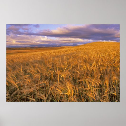 Felsvorsprung der Gerste entlang des Felsens Poster (Vorne)