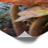 Felt Eichhörnchen Ansammlung Acorns auf Waldboden Poster (Ecke)