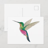 Female Blue-throated Starfrontlet Hummingbird Postkarte (Vorne/Hinten)