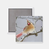 Female_Cardinal_Magnet Magnet (Vorderseite/Rückseite)