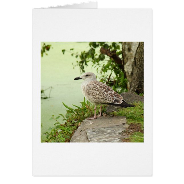 Female Gull (Vorne)