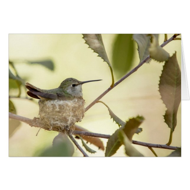 Female Hummingbird on her nest (Vorderseite (Horizontal))