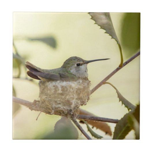 Female Hummingbird on her nest Fliese (Vorderseite)