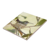 Female Hummingbird on her nest Fliese (Seite)