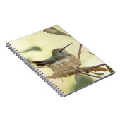 Female Hummingbird on her nest Notizblock (Rechte Seite)