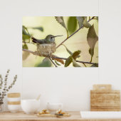 Female Hummingbird on her nest Poster (Küche)