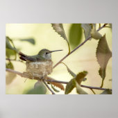 Female Hummingbird on her nest Poster (Vorne)