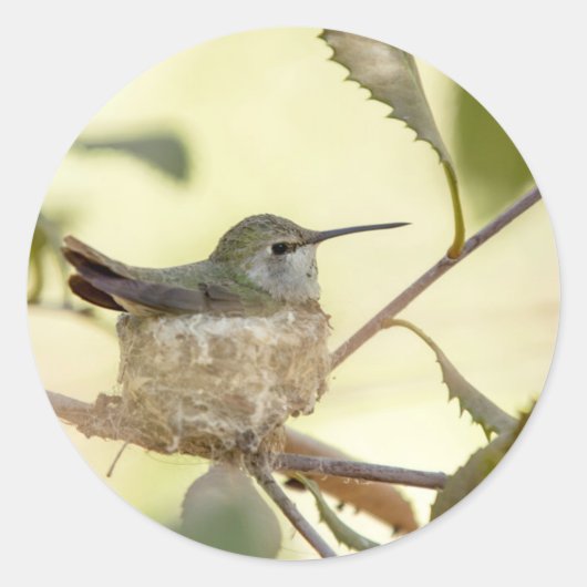 Female Hummingbird on her nest Runder Aufkleber (Vorderseite)