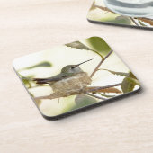 Female Hummingbird on her nest Untersetzer (Linke Seite)