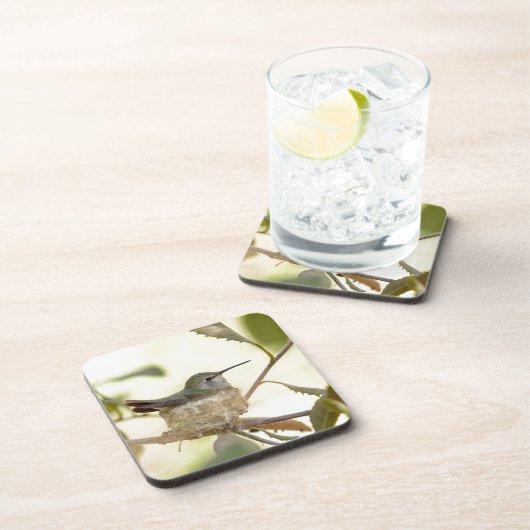 Female Hummingbird on her nest Untersetzer (Rechte Seite)