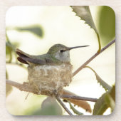 Female Hummingbird on her nest Untersetzer (Vorderseite)
