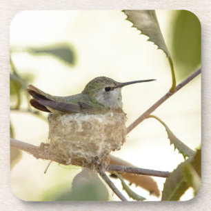 Female Hummingbird on her nest Untersetzer