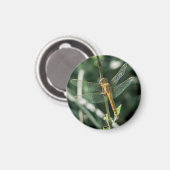 Female Keeled Skimmer Dragonfly Magnet (Vorderseite/Rückseite)