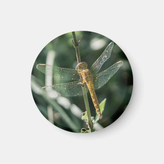 Female Keeled Skimmer Dragonfly Magnet (Vorne)