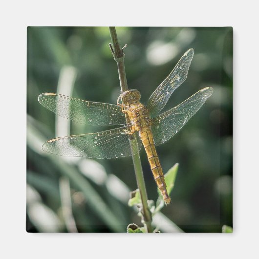 Female Keeled Skimmer Dragonfly Magnet (Vorne)