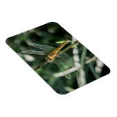 Female Keeled Skimmer Dragonfly Magnet (Rechte Seite)