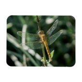 Female Keeled Skimmer Dragonfly Magnet (Horizontal)