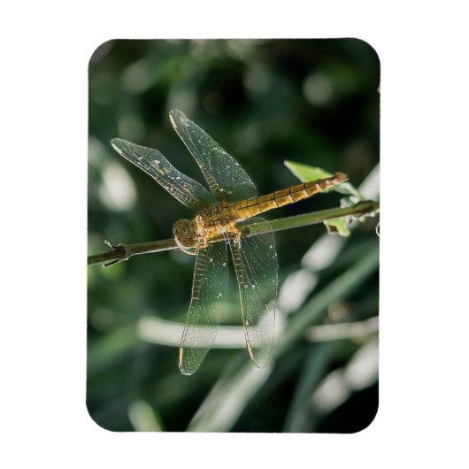 Female Keeled Skimmer Dragonfly Magnet (Vertikal)