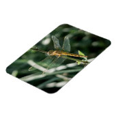 Female Keeled Skimmer Dragonfly Magnet (Linke Seite)