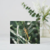 Female Keeled Skimmer Dragonfly Postkarte (Stehend Vorderseite)