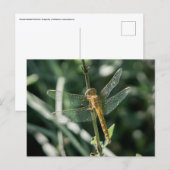 Female Keeled Skimmer Dragonfly Postkarte (Vorne/Hinten)