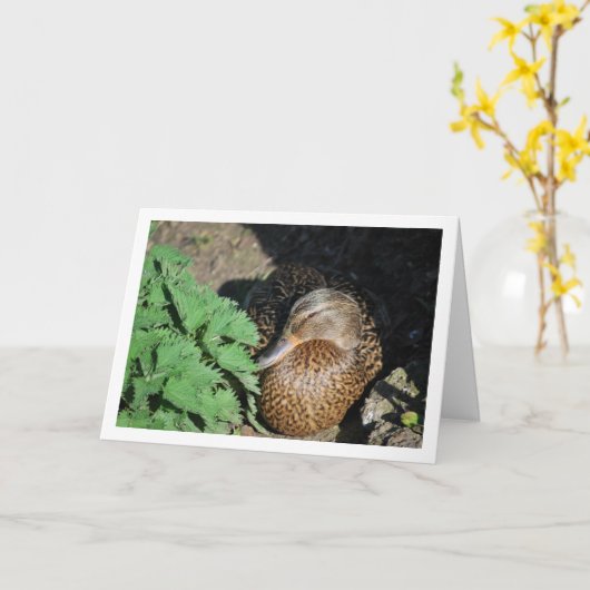 Female Mallard Duck Nesting Karte (Gelbe Blume)