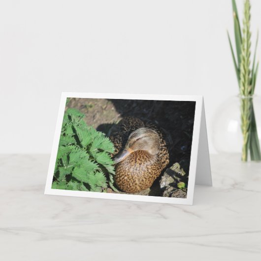 Female Mallard Duck Nesting Karte (Vorderseite)
