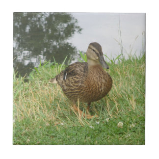 Female Mallard Entenfliese Fliese