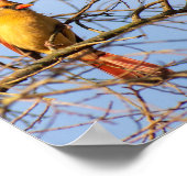 Female Northern Cardinal Poster (Ecke)