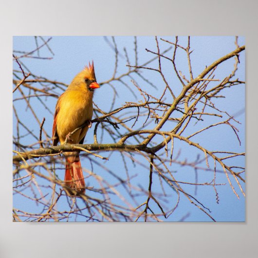 Female Northern Cardinal Poster (Vorne)