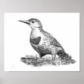 Female Northern Flicker Poster (Vorne)