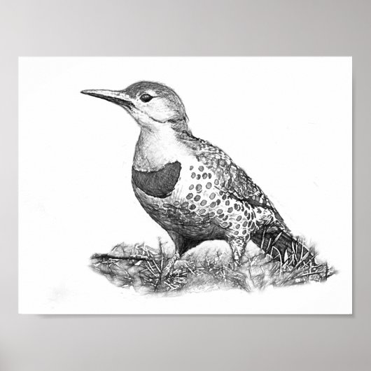 Female Northern Flicker Poster (Vorne)