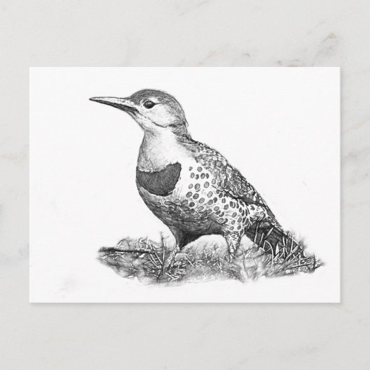 Female Northern Flicker Postkarte (Vorderseite)