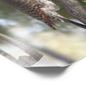 Female Northern Flicker Woodpecker Fotodruck (Ecke)
