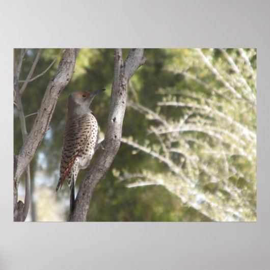 Female Northern Flicker Woodpecker Poster (Vorne)