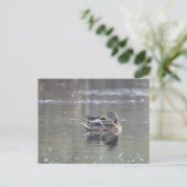 Female of mallard postkarte (Stehend Vorderseite)